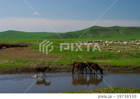 フルンベイル草原 19736530