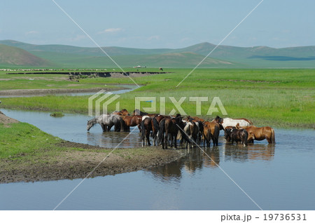 フルンベイル草原 フルンベイル草原 19736531
