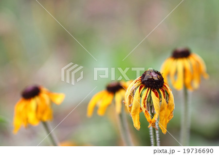 枯れた花 ルドベキア の写真素材