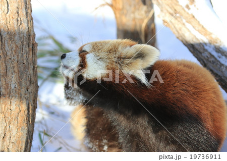 レッサーパンダ 19736911