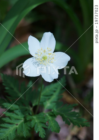 一輪草イチリンソウ　春の妖精です。 19737023