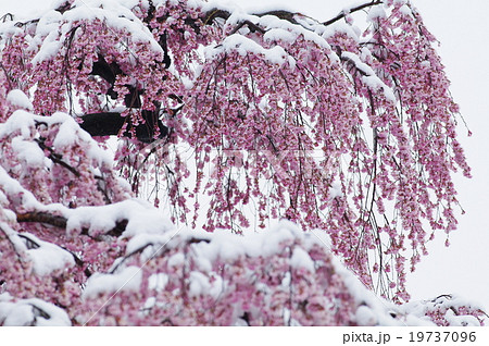 三春の滝桜 三春の滝桜 19737096