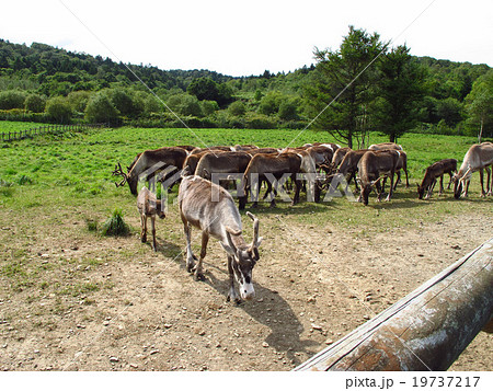 日本唯一のトナカイ牧場 19737217