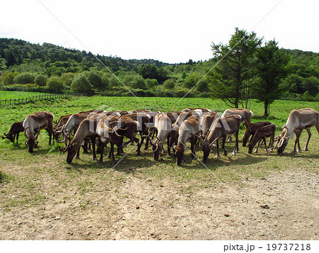 日本唯一のトナカイ牧場 19737218