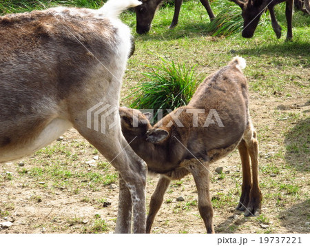 日本唯一のトナカイ牧場 19737221