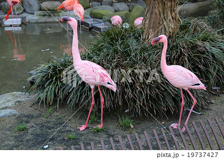 フラミンゴ フラミンゴ 19737427