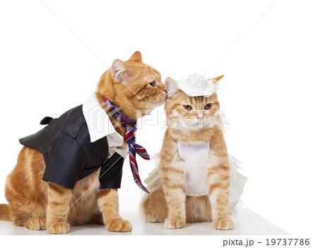 two cats in love isolated on white 19737786