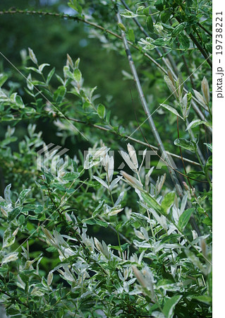 犬行李柳 イヌコリヤナギと申します。 犬行李柳 イヌコリヤナギと申します。 19738221