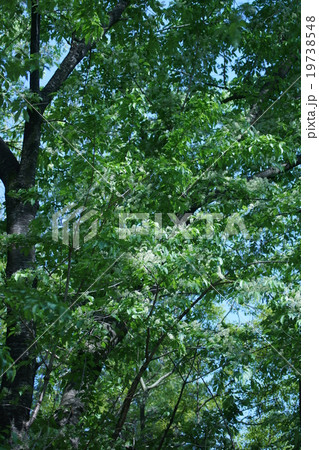 犬桜イヌザクラ シロザクラとも呼ばれています。 犬桜イヌザクラ シロザクラとも呼ばれています。 19738548