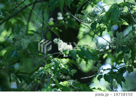 犬桜イヌザクラ シロザクラとも呼ばれています。 犬桜イヌザクラ シロザクラとも呼ばれています。 19738550