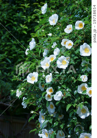 浪花茨　ナニワイバラ白い大きな花です。 19738654