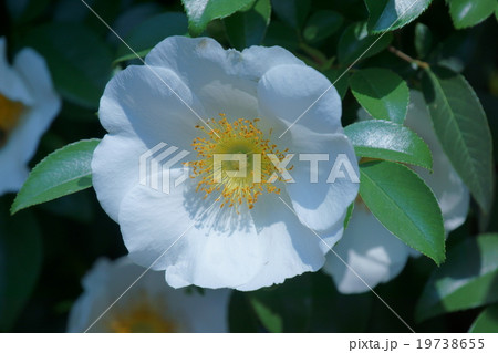浪花茨　ナニワイバラ白い大きな花です。 19738655