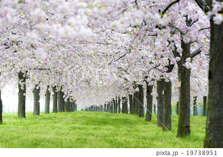 小布施桜堤の桜並木1の写真素材