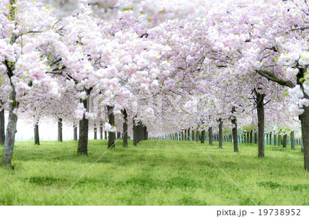 小布施桜堤の桜並木2の写真素材