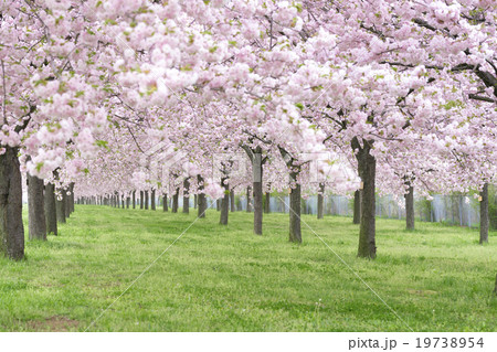 小布施桜堤の桜並木4の写真素材
