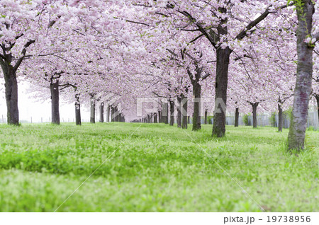 小布施桜堤の桜並木6 小布施桜堤の桜並木6 19738956
