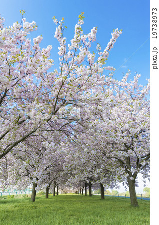 小布施桜堤の桜並木16 19738973