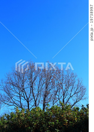 冬の青空 冬の青空 19738997