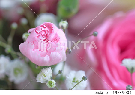カーネーション 19739004