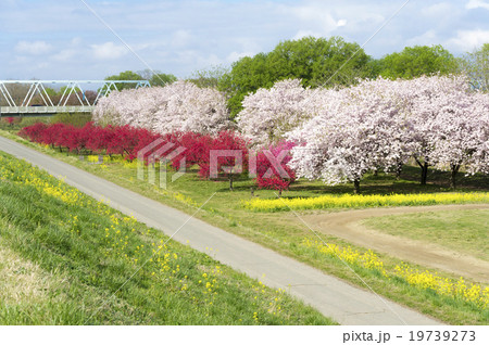 小布施河川公園の春景色1 19739273