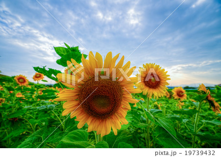 sunflower with sky sunflower with sky 19739432