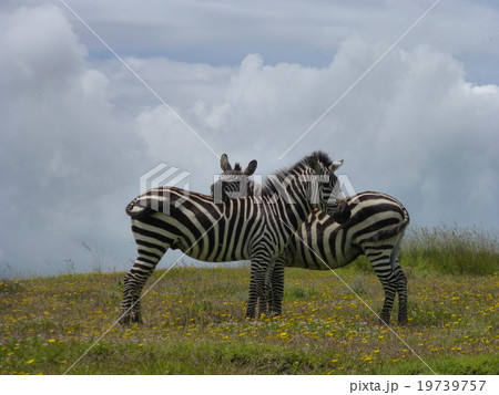 タンザニア ンゴロンゴロ自然保護区の写真素材