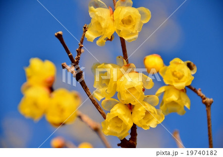 ロウバイ ロウバイ 19740182