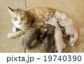 Cat and kittens 19740390