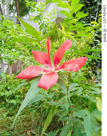 モミジアオイ モミジアオイ 19740465