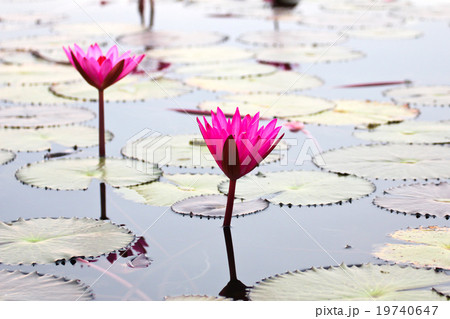 The Lake of water lily, Udonthani, Thailand The Lake of water lily, Udonthani, Thailand 19740647