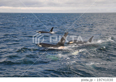 シャチの群れ シャチの群れ 19741030