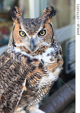 ミミズク　ふくろう　猛禽類　 アメリカワシミミズク　雛 19741051