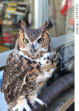 ミミズク　ふくろう　猛禽類　 アメリカワシミミズク　雛 19741052