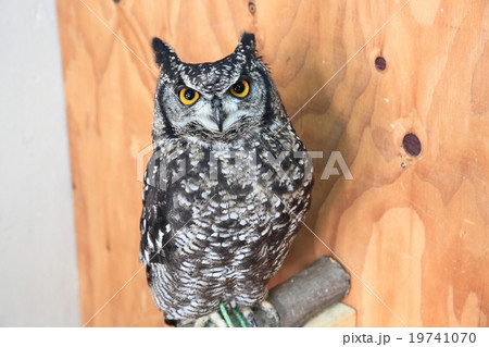 ミミズク ふくろう 猛禽類 アフリカワシミミズク 雛の写真素材