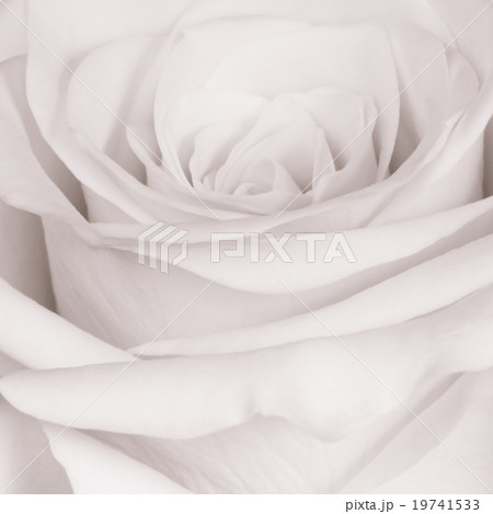 white rose close up 19741533