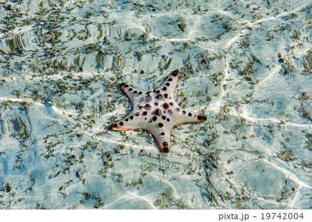 Starfish Palawan Philippines Starfish Palawan Philippines 19742004