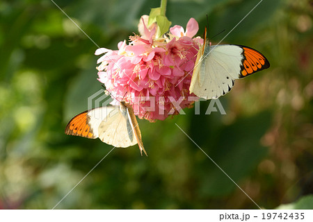 ツマベニチョウ　３ 19742435