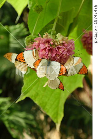 ツマベニチョウ　２ 19742436