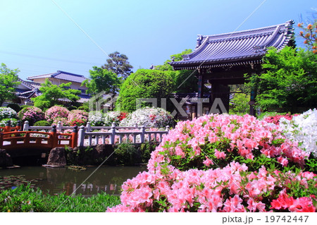 妙満寺 京都 洛北 に咲くつつじの写真素材