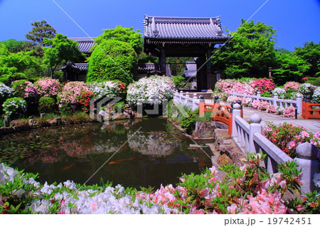 妙満寺 京都 洛北 に咲くつつじの写真素材