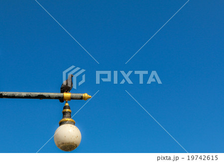 Pigeons on lamp post 19742615