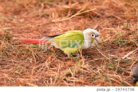 Parrot on the ground Parrot on the ground 19743736
