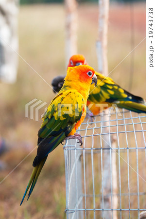 Parrot on a perch on wooden Parrot on a perch on wooden 19743738