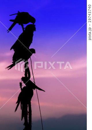 Parrot on a perch on wooden Parrot on a perch on wooden 19743740