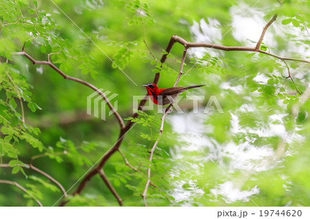 Crimson sunbird Crimson sunbird 19744620