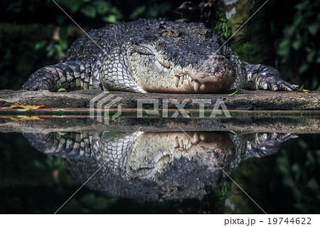 crocodile and its reflection crocodile and its reflection 19744622