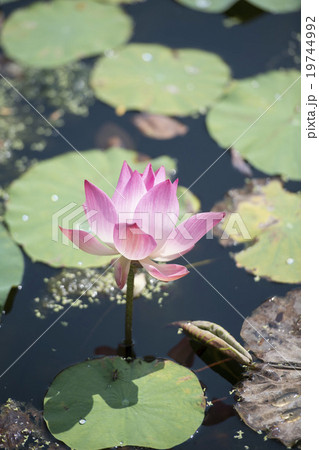 THAILAND BANGKOK SAMUT PRAKAN LOTUS FLOWER THAILAND BANGKOK SAMUT PRAKAN LOTUS FLOWER 19744992