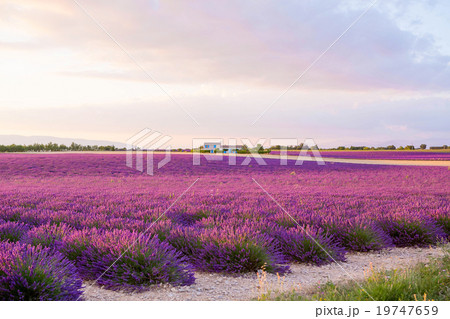 Lavender fields near Valensole in Provence, France 19747659