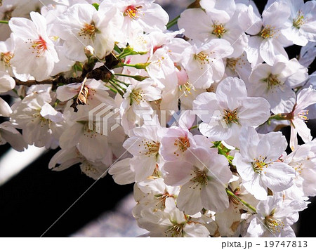桜 桜 19747813