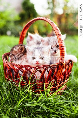 Kittens in the basket 19748055
